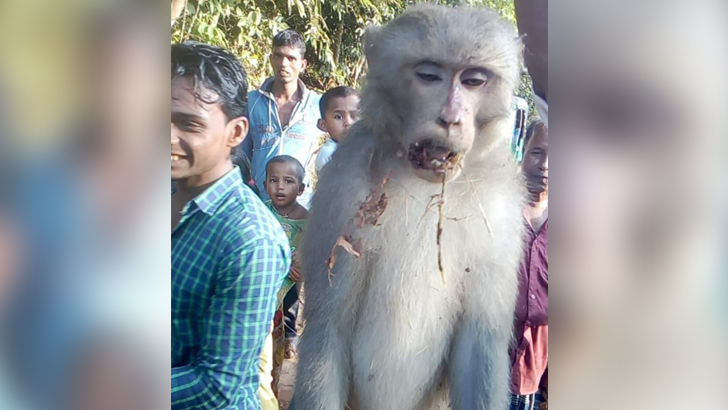 জনতার আদালতে বানরের মৃত্যুদণ্ড!