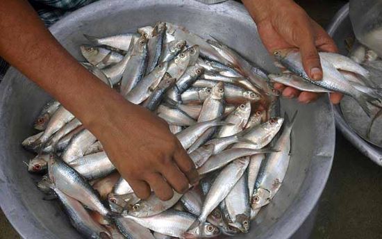 জাটকা ইলিশ পরিবহনের অপরাধে ছয়জনকে কারাদণ্ড