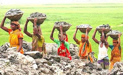 আমতলীতে নারী-পুরুষ শ্রমিকের মজুরী বৈষম্য!