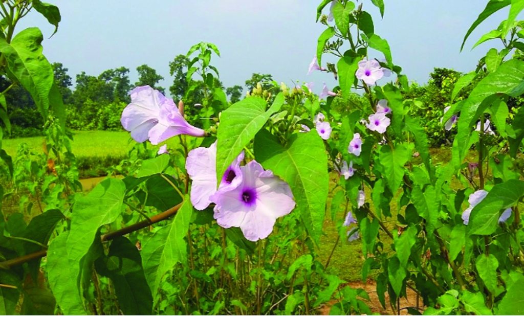 বিলুপ্তির পথে দৃষ্টিনন্দন ঢোলকলমি গাছ