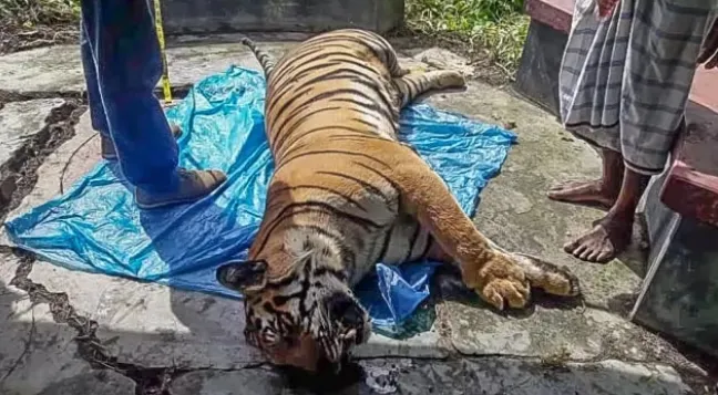 সুন্দরবনের খাল থেকে বাঘের মরদেহ উদ্ধার