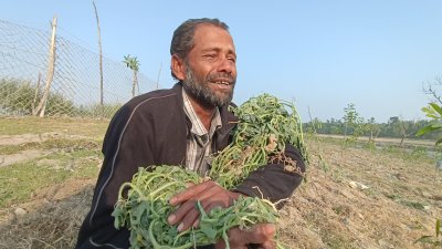 তুলে ফেলা হলো ১০ হাজার তরমুজ গাছ