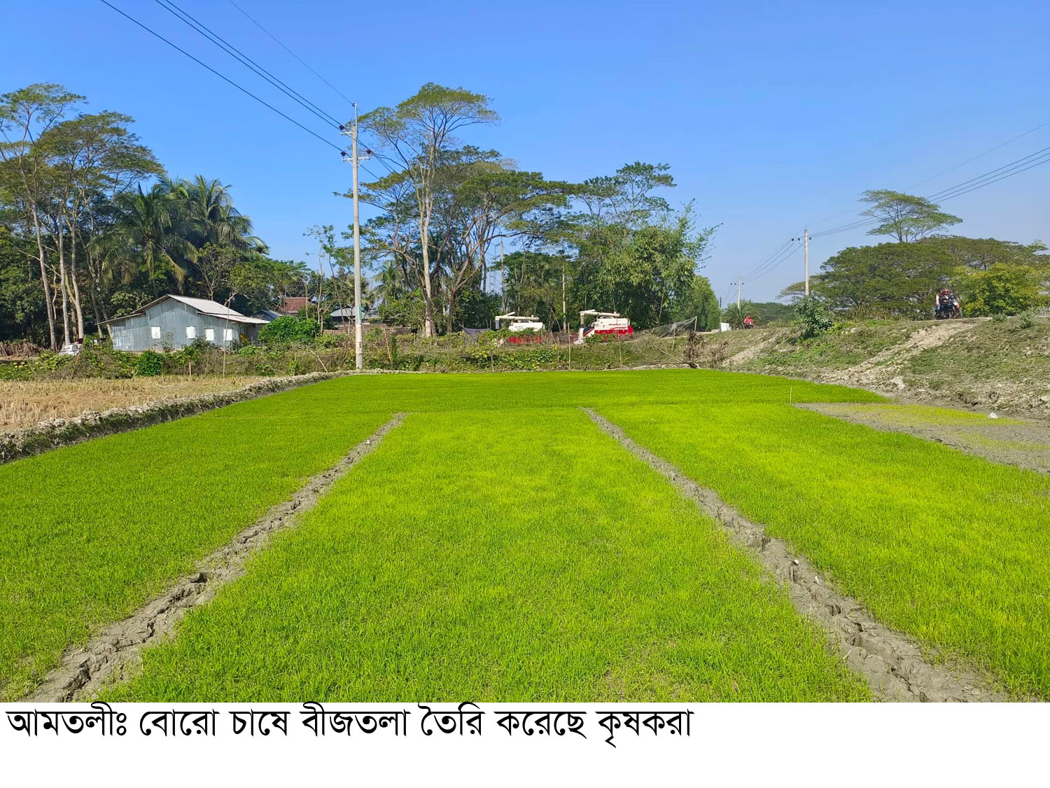 আমতলীতে বোরো ধান চাষের প্রস্তুতি