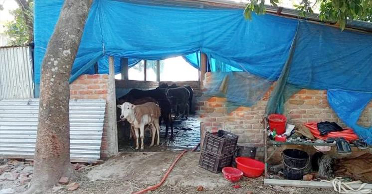 স্বাস্থ্য কমপ্লেক্সের ভেতরে গরুর খামার