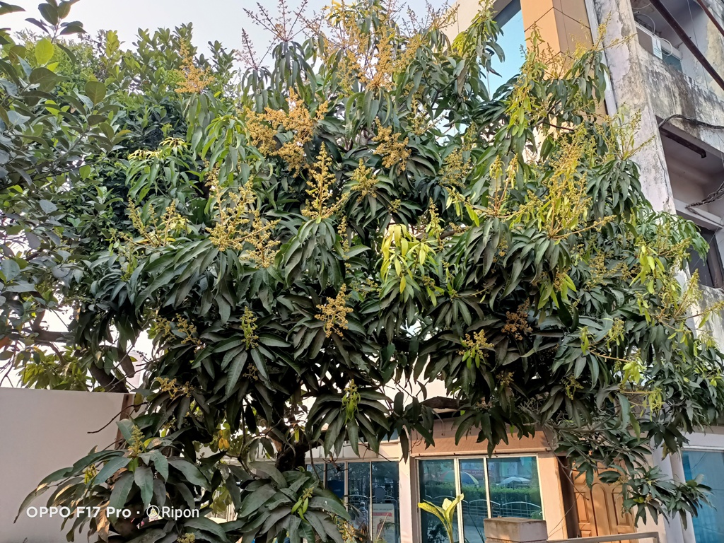 বরিশালে সৌরভ ছড়াচ্ছে আমের মুকুল