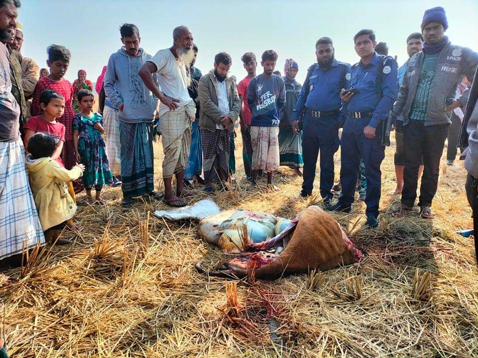 কলাপাড়ায় গরুর সাথে সত্রুতা