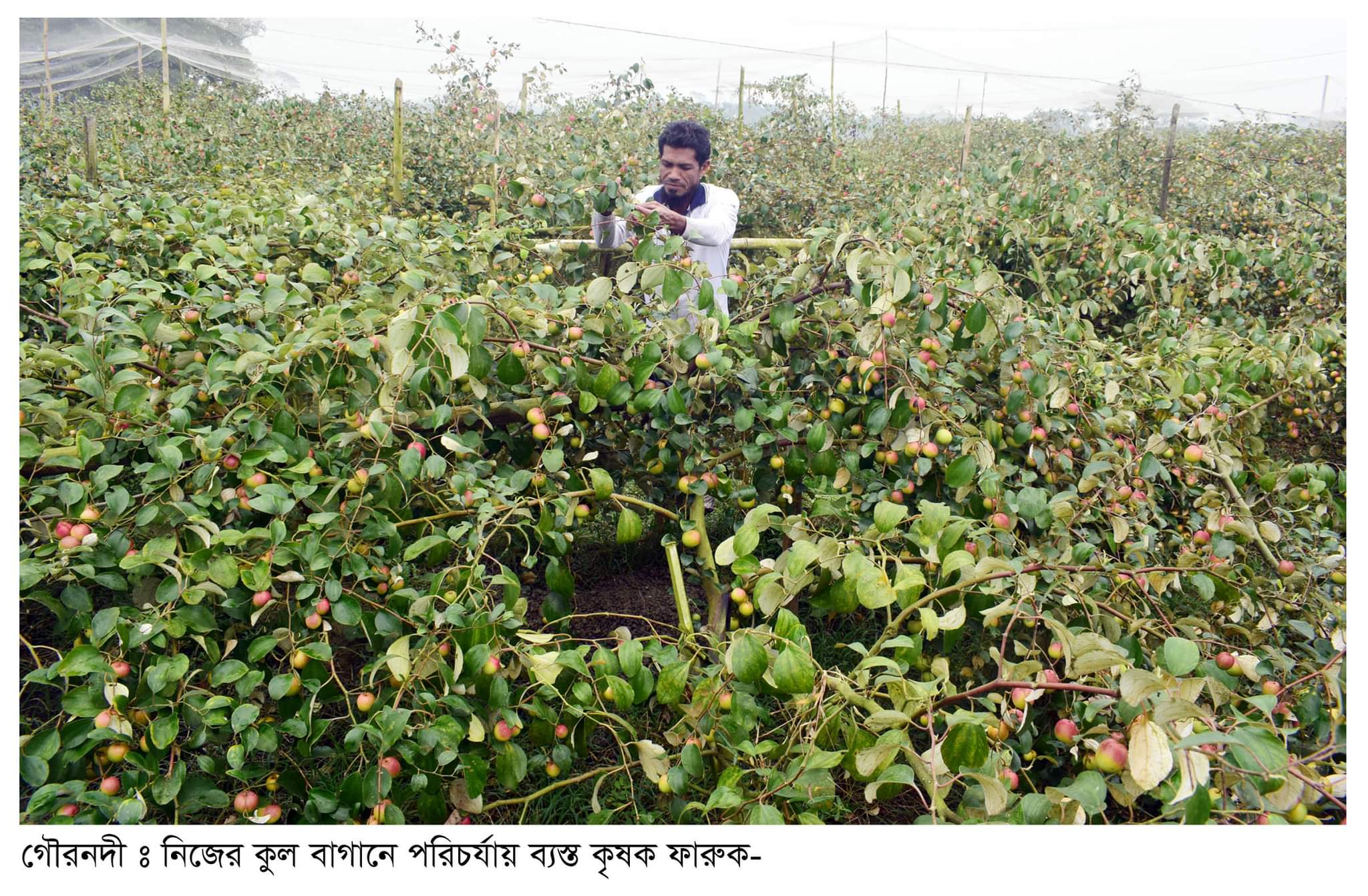 গৌরনদীতে কুল চাষে আগ্রহী হয়ে উঠছে কৃষকেরা