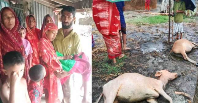 রাঙ্গাবালীতে বজ্রপাতে ২ গবাদিপশুর মৃত্যু, আহত শিশু