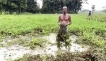 ঘূর্ণিঝড় রেমাল গলাচিপায় কৃষি ও মৎস্য খাতে ২৫ কোটি টাকার ক্ষতি