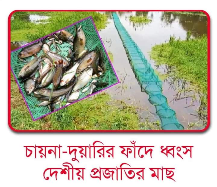 আগামী কয়েক বছরেরই দেশীয় মাছ বিলুপ্তি হয়ে যাবে
