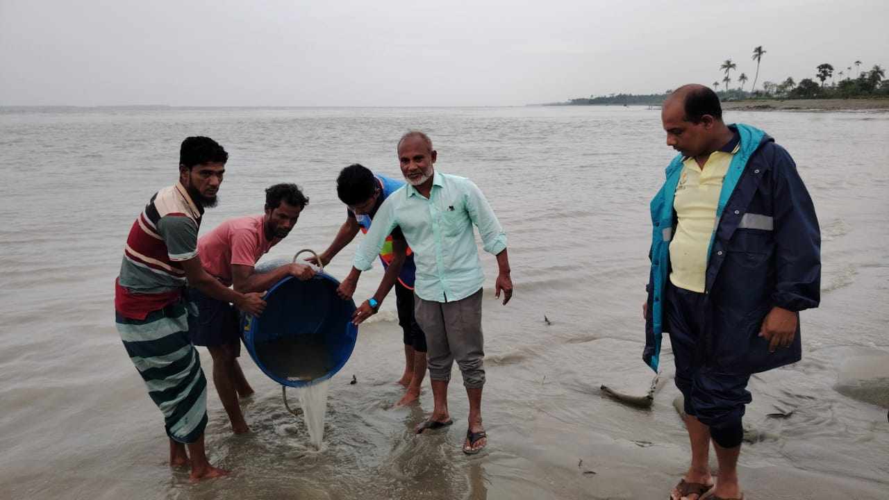 বোরহানউদ্দিনে ৩০ হাজার গলদা চিংড়ির রেণু জব্দ,মেঘনায় অবমুক্ত