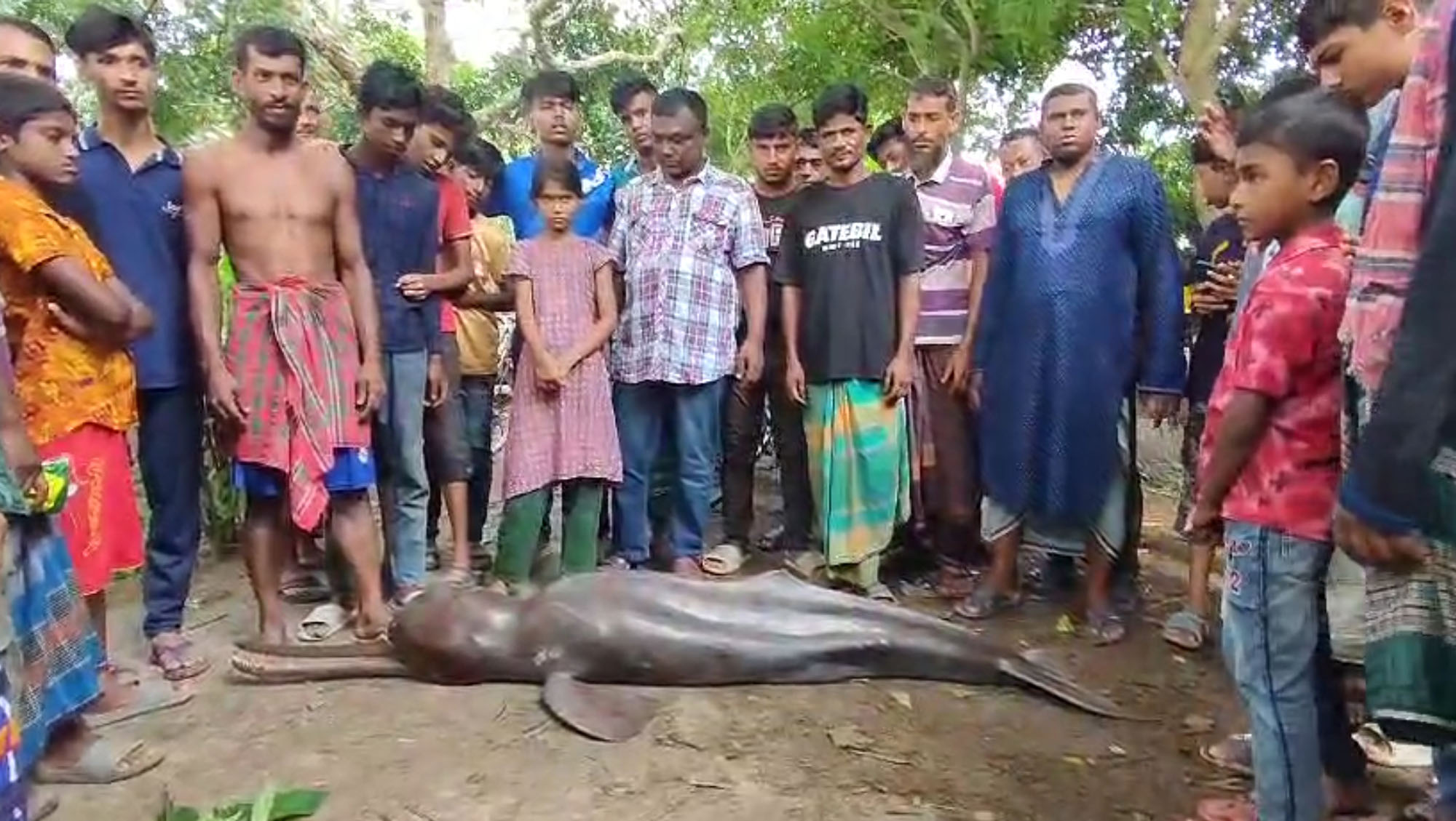 গোপালগঞ্জের মধুমতি বাঁওড় থেকে ৭০ কেজি ওজনের ডলফিন উদ্ধার
