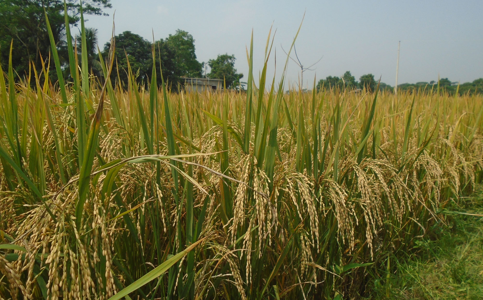 গোপালগঞ্জে আউশ উৎপাদনের লক্ষ্য ৬ হাজার ২৭৪ মেট্রিক টন