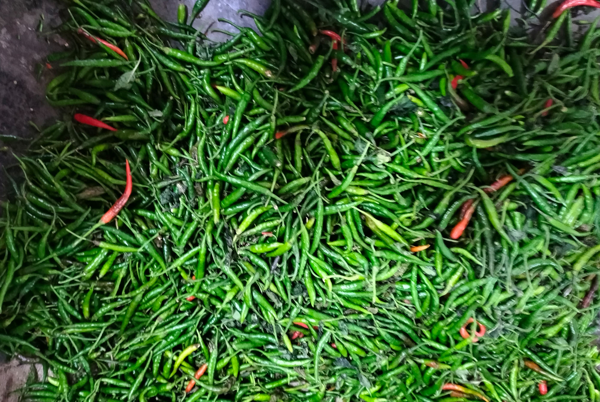 গোপালগঞ্জে কাঁচা মরিচের দাম নেমেছে অর্ধেকে