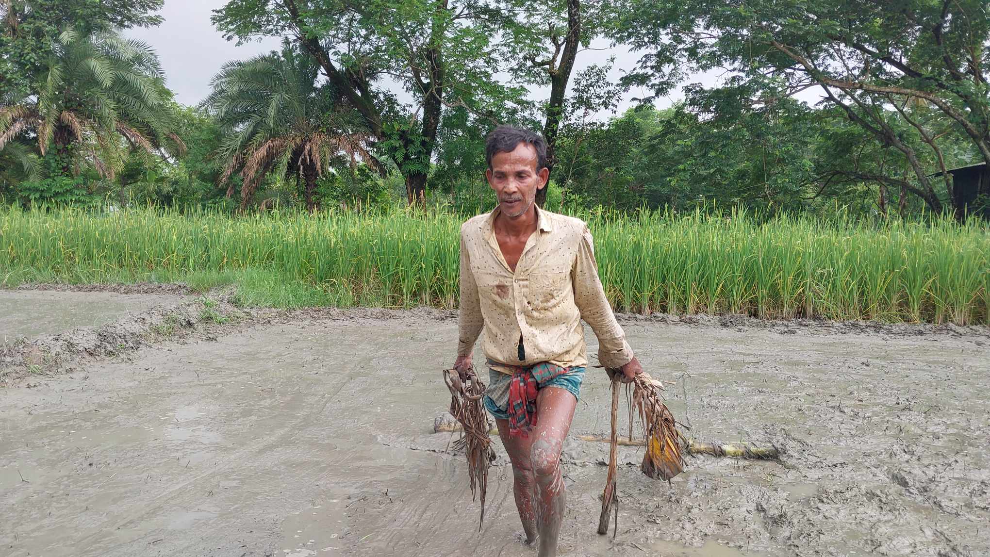 টানা বৃষ্টিতে বীজতলা পচে যাওয়ায় বরগুনায়  আমন চাষে ব্যাপক ক্ষতির আশঙ্কা