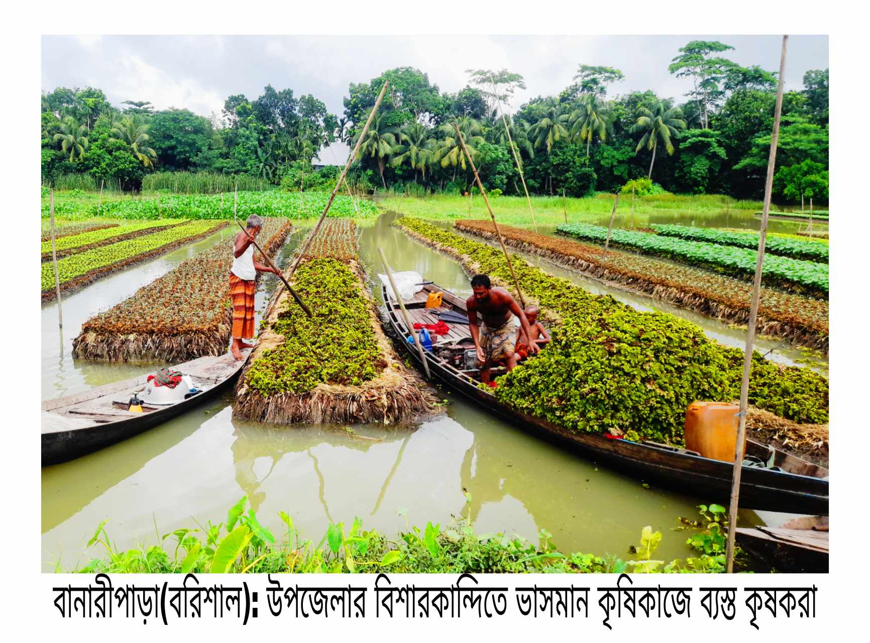 বানারীপাড়ায় ভাসমান সবজি চাষে ব্যস্ত কৃষকরা