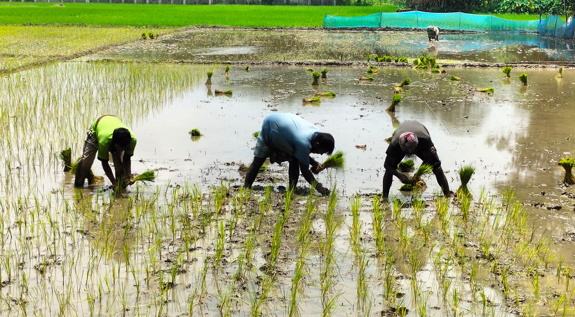গোপালগঞ্জে ৩২ হাজার টন আমন উৎপাদনের লক্ষ্য