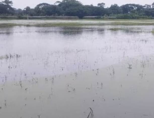 গলাচিপায় টানা বৃষ্টিতে পানির নিচে আমনের বীজতলা