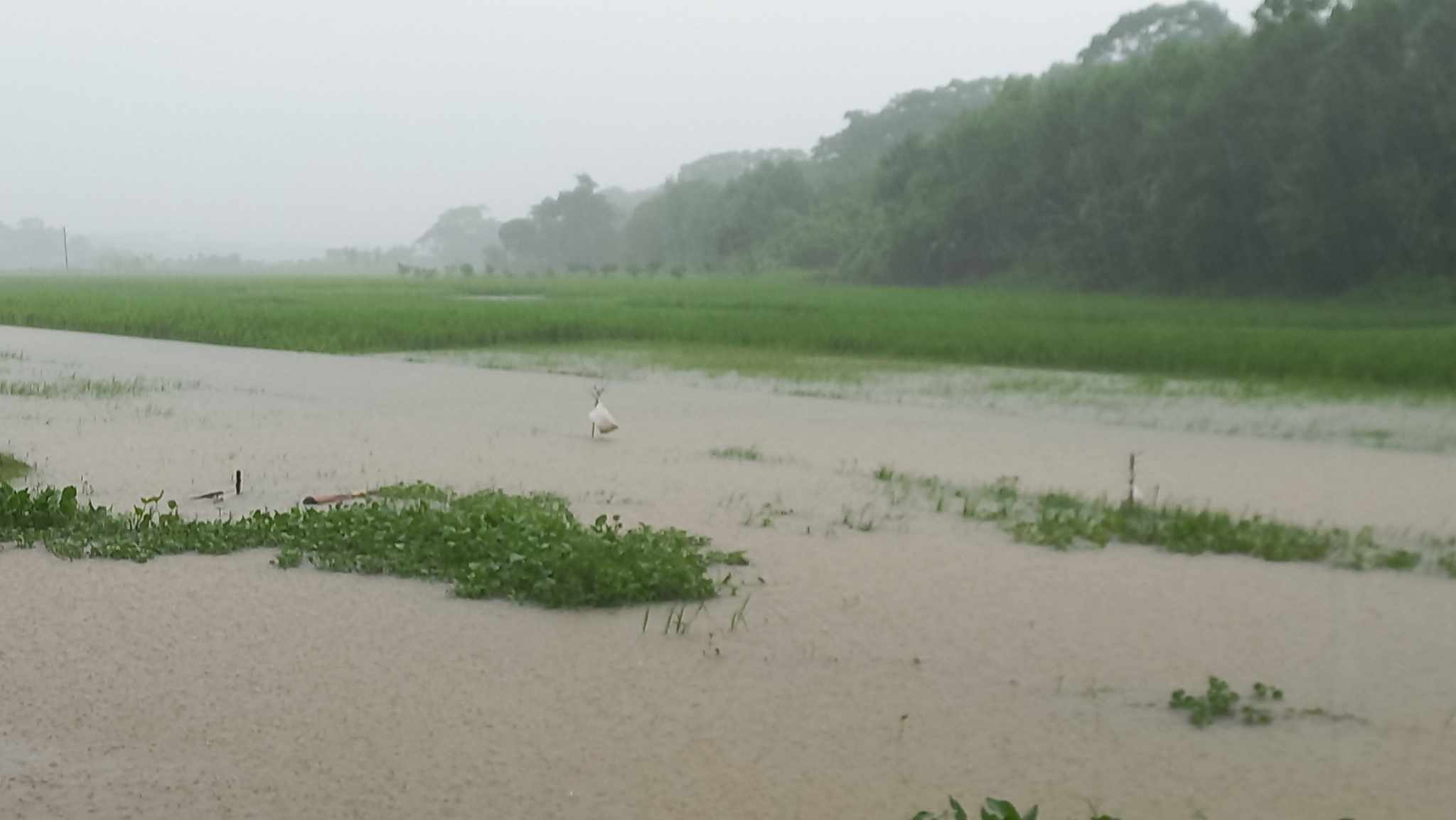 বরগুনায় টানা বৃষ্টিতে বিপাকে পড়েছে সাধারণ মানুষ ও কৃষকরা