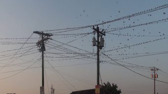 গোপালগঞ্জে দেখা মিলছে হাজার হাজার চড়ুই পাখি, কিচির মিচির শব্দে মুখোরিতো পুরো এলাকা