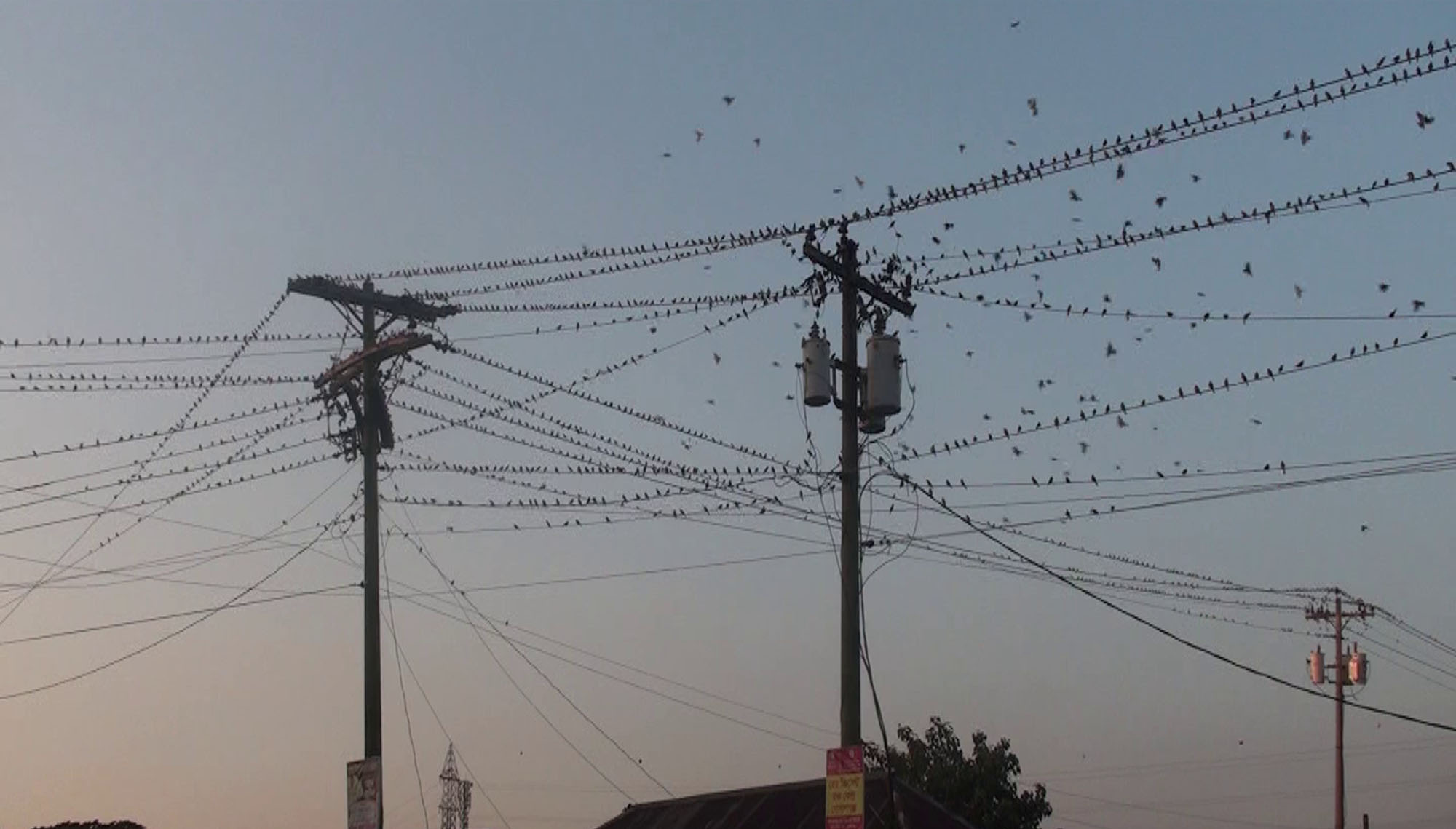 গোপালগঞ্জে দেখা মিলছে হাজার হাজার চড়ুই পাখি, কিচির মিচির শব্দে মুখোরিতো পুরো এলাকা