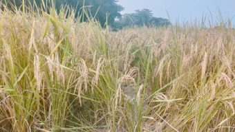 গোপালগঞ্জে আমন ধানে নতুন আশা জাগিয়েছে ব্রি ধান-১০৩ জাত