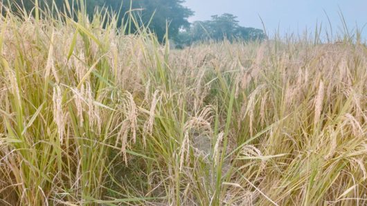গোপালগঞ্জে আমন ধানে নতুন আশা জাগিয়েছে ব্রি ধান-১০৩ জাত