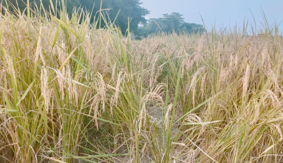গোপালগঞ্জে আমন ধানে নতুন আশা জাগিয়েছে ব্রি ধান-১০৩ জাত