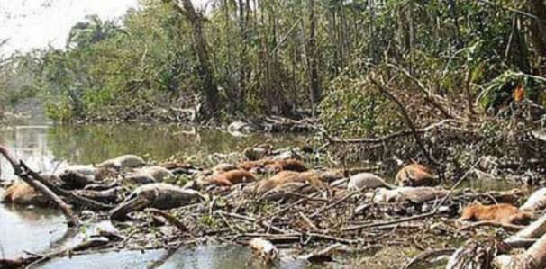 আজ সেই ভয়াল ১৫ নভেম্বর।