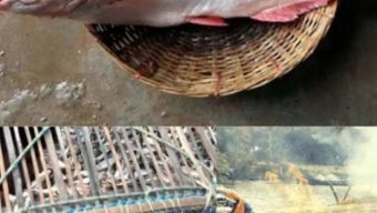 উপকূলীয় নদীতে ধরা পড়ছে ঝাঁকে ঝাঁকে পাঙ্গাশ