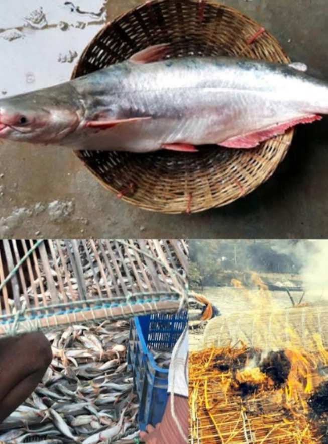 উপকূলীয় নদীতে ধরা পড়ছে ঝাঁকে ঝাঁকে পাঙ্গাশ