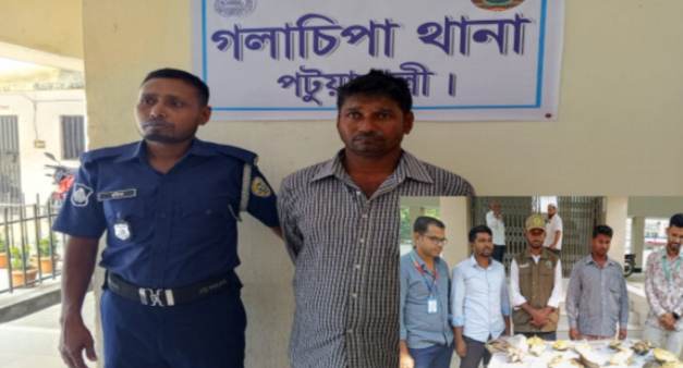 গলাচিপায় পাচারের সময় ১৭ কচ্ছপসহ ব্যবসায়ী আটক