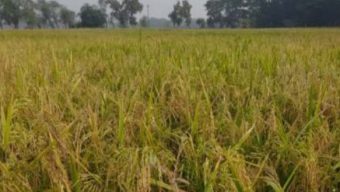 গলাচিপায় আমন ধান চাল সংগ্রহ অভিযান