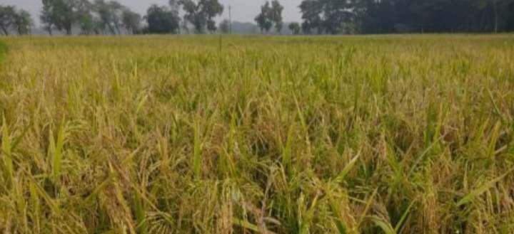 গলাচিপায় আমন ধান চাল সংগ্রহ অভিযান