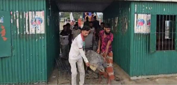গলাচিপায় জেলের জালে বিশাল আকৃতির সামুদ্রিক কচ্ছপ।