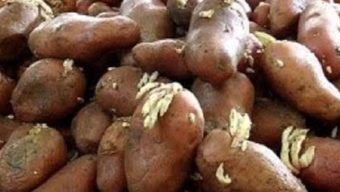 গলাচিপায় বীজ আলুর দাম চড়া কৃষকের মাথায় হাত