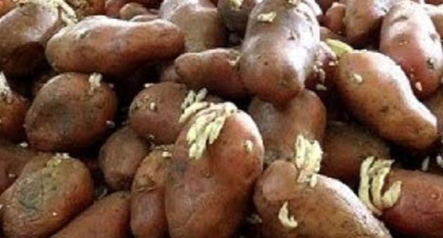 গলাচিপায় বীজ আলুর দাম চড়া কৃষকের মাথায় হাত