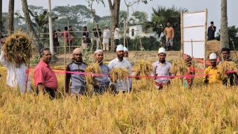 বরগুনায় স্মার্ট এগ্রিকালচার এক্টিভিটি (সিএসএ) শস্য কর্তন ও মাঠ দিবস অনুষ্ঠিত