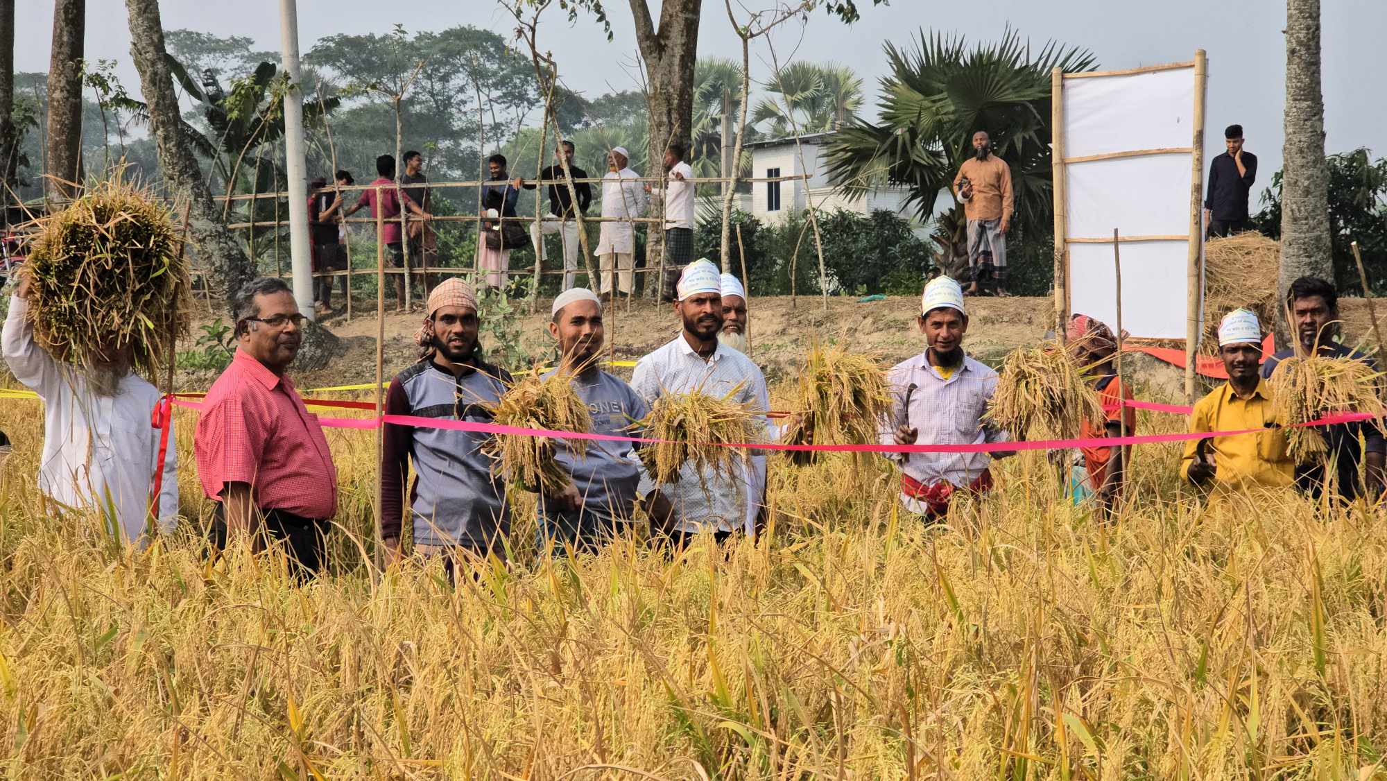 বরগুনায় স্মার্ট এগ্রিকালচার এক্টিভিটি (সিএসএ) শস্য কর্তন ও মাঠ দিবস অনুষ্ঠিত