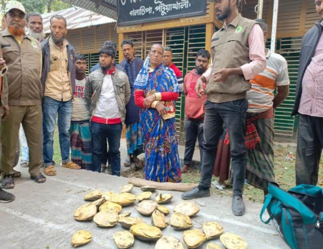 গলাচিপায় ২৬টি কচ্ছপসহ নারী আটক