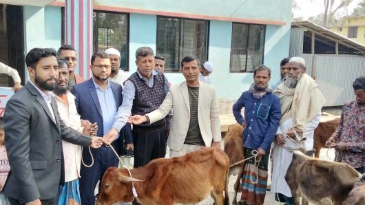 গলাচিপায় ৩২জন জেলের মাঝে বকনা বাছুর বিতরণ