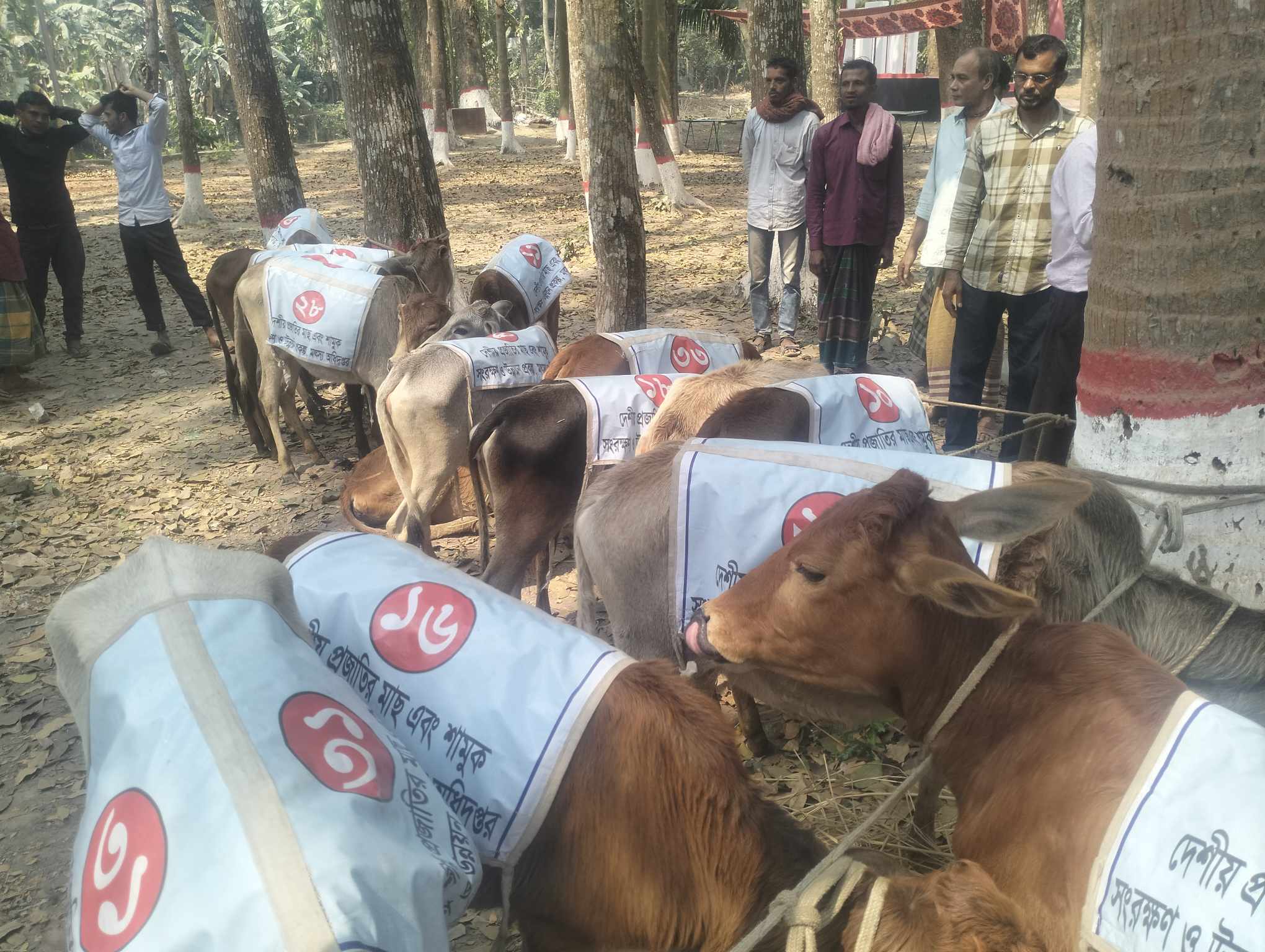 বাছুরে ওজন কম, উদ্বোধন না করে ফিরে গেলেন ইউএনও