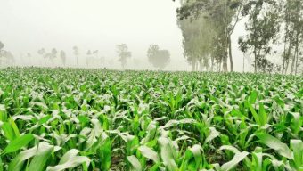 অল্প পরিশ্রমে বেশি লাভের আশায় ভুট্টা চাষে স্বপ্ন বুনছেন লালমনিরহাটের ভুট্টা চাষিরা