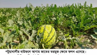বাউফলে আগাম জাতের তরমুজের  ফলনে মহাখুশি কৃষক