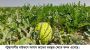 বাউফলে আগাম জাতের তরমুজের  ফলনে মহাখুশি কৃষক