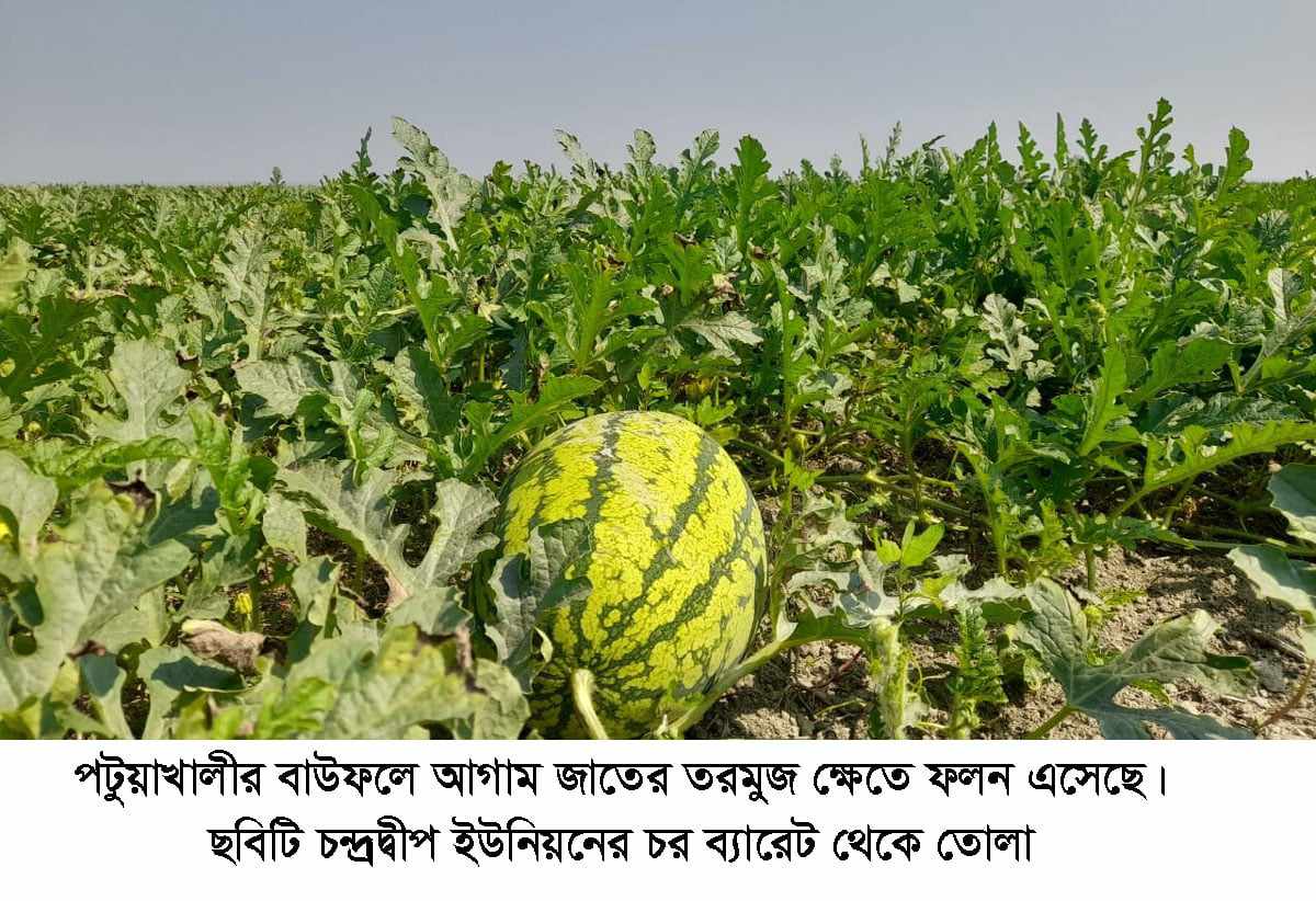 বাউফলে আগাম জাতের তরমুজের  ফলনে মহাখুশি কৃষক