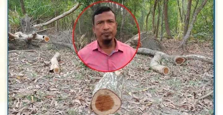 বরগুনার তালতলীতে সংরক্ষিত বনাঞ্চল থেকে প্রকাশ্যে গাছ কাটার ৪০ দিনেও ব্যবস্থা নেয়নি বন বিভাগ