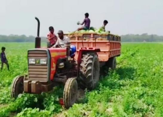 পটুয়াখালীতে তরমুজের ভালো ফলন, কৃষকের মুখে হাসি