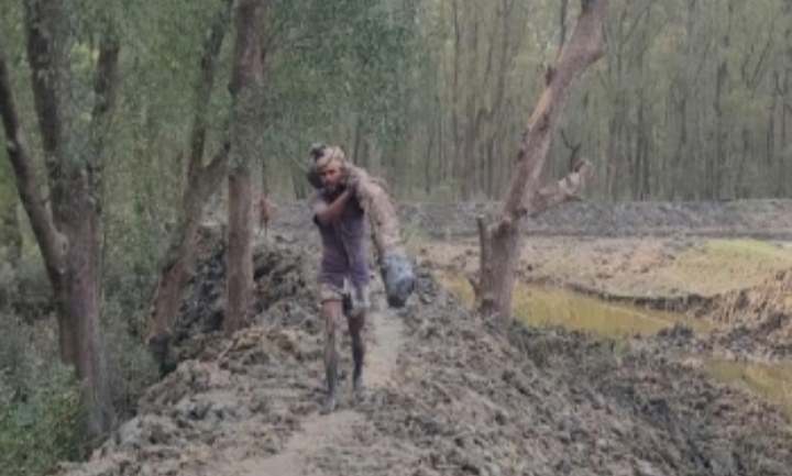 রাঙ্গাবালীতে রাতের আধারে একের পর এক কাটা পড়ছে গাছ