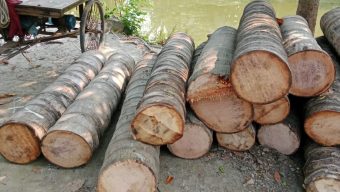 রাতের আধাঁরে মসজিদের গাছ কেটে নেওয়ার অভিযোগ